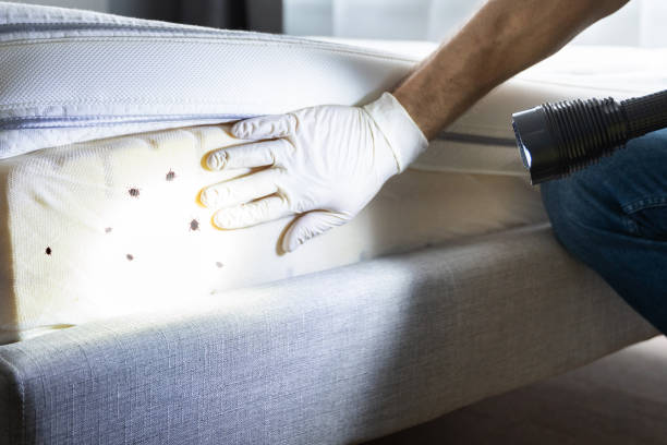 Best Termite Control Services  in Shannon, GA