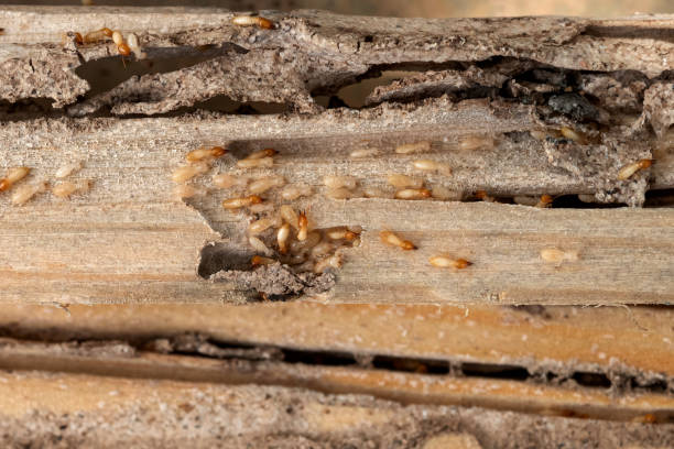 Best Best Pest Control Companies  in Shannon, GA